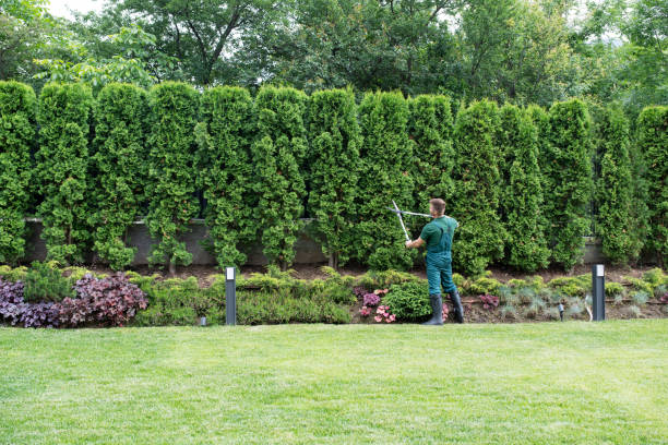 Trusted Woodbury, MN Tree Removal and Landscaping Services Experts